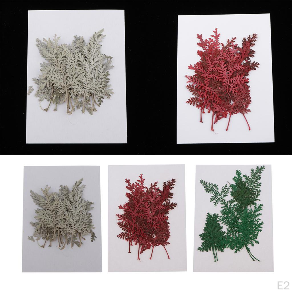 12 ассорти из сухих цветов и листьев полыни. Открытки «Сделай сам» с изображением искусства и скульптуры.