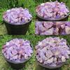 Natural 100g Rough Amethyst Gravel Stone Quartz Crystal Gemstone Home Decor Amethystskeletal