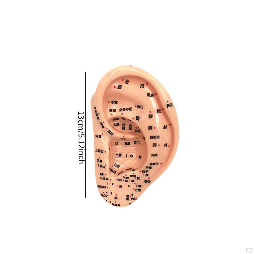 Модель акупунктуры уха Дисплей для обучения рефлексотерапии аурикулярной акупунктуры