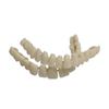 28 Pcs Resin Denture False Teeth Make Your Own Dental Training Models  Dental Supply Accessory