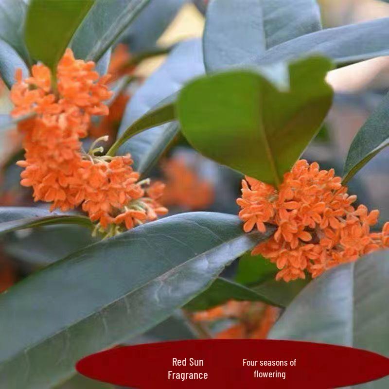 Golden Osmanthus Bonsai: Fragrant Indoor/Outdoor Tree for Courtyard or Ground Planting, Easy Care, Year-Round Blooms.