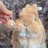 Очаровательный плюшевый гашапон в форме кролика для хранения и демонстрации игрушек