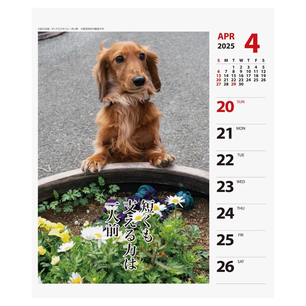 2025 Утки Сэнрю (Еженедельно) Календарь №024