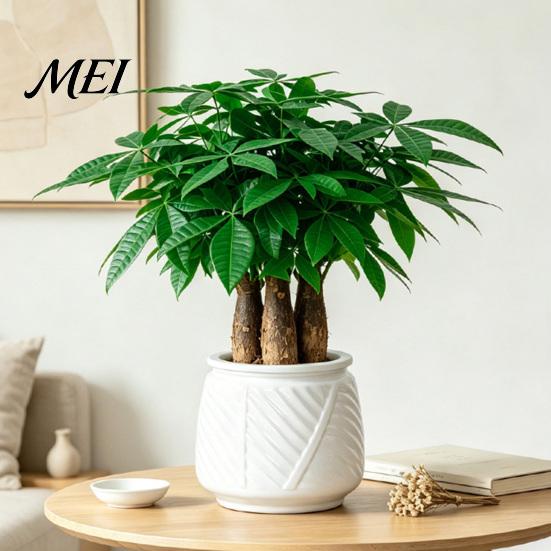 Twill Relief Design Pot Self Watering Planter with Wick Rope for Indoor Plants, Double Layer Desktop Succulent Transparent Hydroponic Planter,