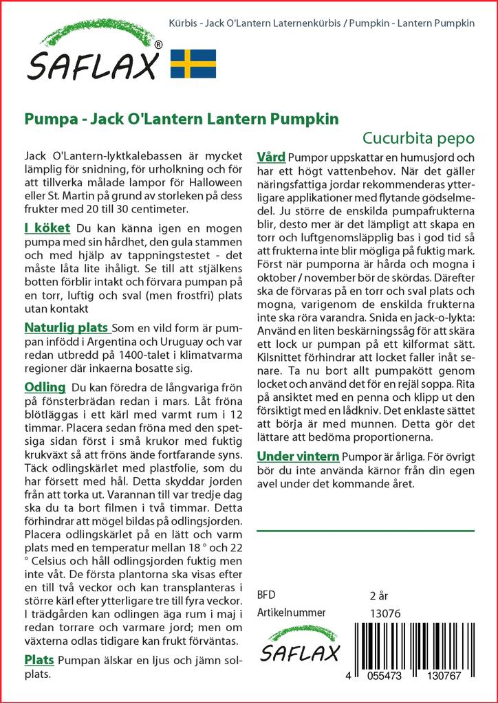 SAFLAX Тыква - Тыква-фонарь - 10 семян - Cucurbita pepo