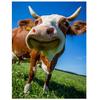 Алмазная картина Корова Алмазная картина 5D Полный крестик Алмазная картина Полная дрель