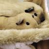 Honey Glider Double Pile Hammock Guinea Pig Flower Branch Mouse Squirrel Autumn Winter Warm Hammock Mat Bed