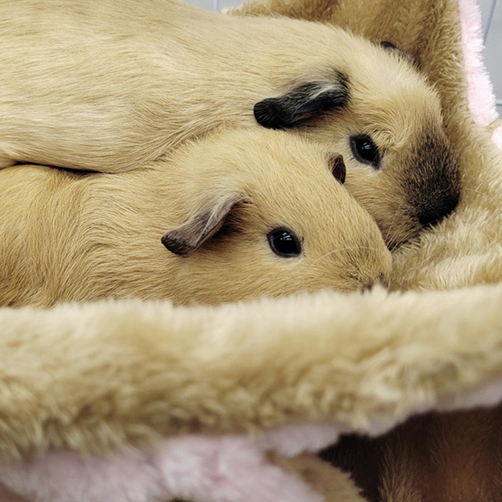 Honey Glider Double Pile Hammock Guinea Pig Flower Branch Mouse Squirrel Autumn Winter Warm Hammock Mat Bed