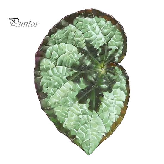 Tropical Plant Refrigerator Magnets 3D Plants Magnet, Acrylic Green Decorative Fridge Home Decor Memo Notes Photo Holder for Kitchen Office