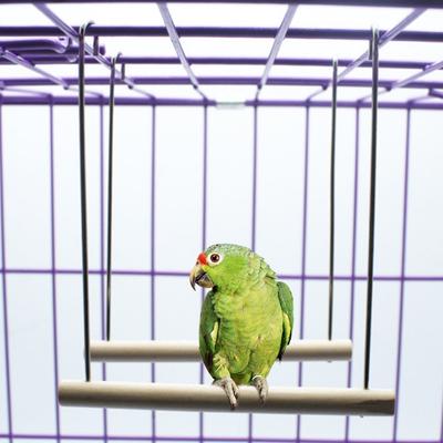 Натуральные деревянные птицы окунь попугаи подвесные качели клетка кулон игрушки стенд держатель