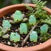 6PCS Glow At Dark Luminous Frog Figurines Cute Resin Frogs Ornament  Fairy Garden Decor