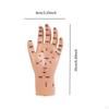 Anatomical Hand Mannequin Chinese Medical Meridians Educational Study Smooth Versatile Teaching Aid