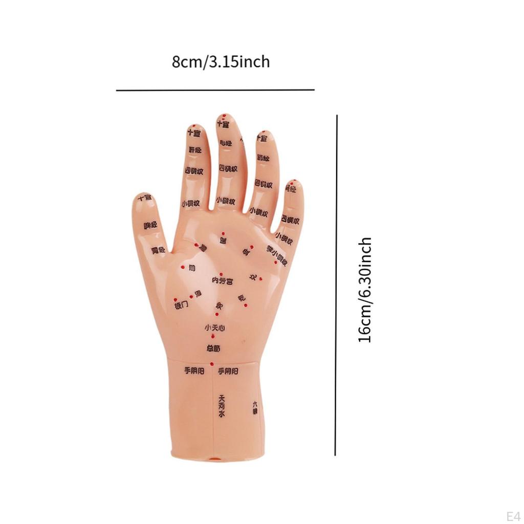 Anatomical Hand Mannequin Chinese Medical Meridians Educational Study Smooth Versatile Teaching Aid