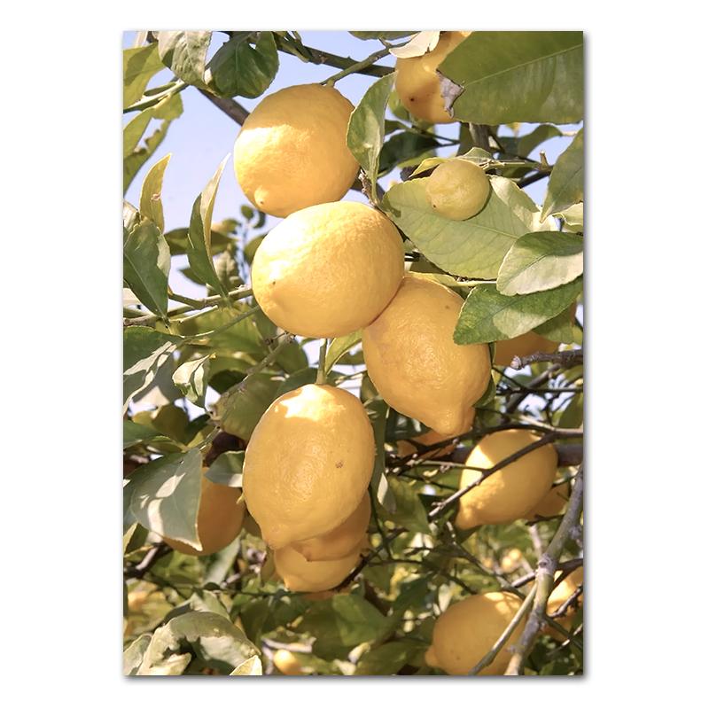 Весенние цветы тюльпаны лимон природа постеры принты джунгли олень велосипед настенные картины холст картины скандинавский домашний декор комнаты