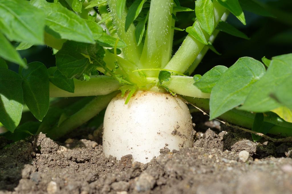 SAFLAX Garden in the Bag - Органический - Редис - Mooli Minowase - 100 семян - С субстратом в подходящем мешке - Raphanus sativus