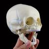 1: 1 Human Fetal Baby Infant Medical Skull Anatomical Skeleton Model Teaching Supplies for Medical Science