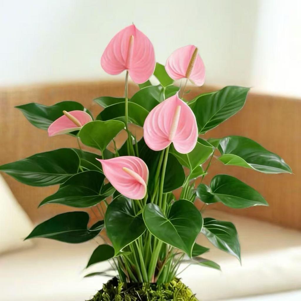 Bonsai Air Purifying Hydroponic Plants for Easy Year-Round Care