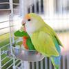 Stainless Steel Parrot Feeder Splash-Proof Vegetable Skewer Bird Food Holder  Bird Supplies