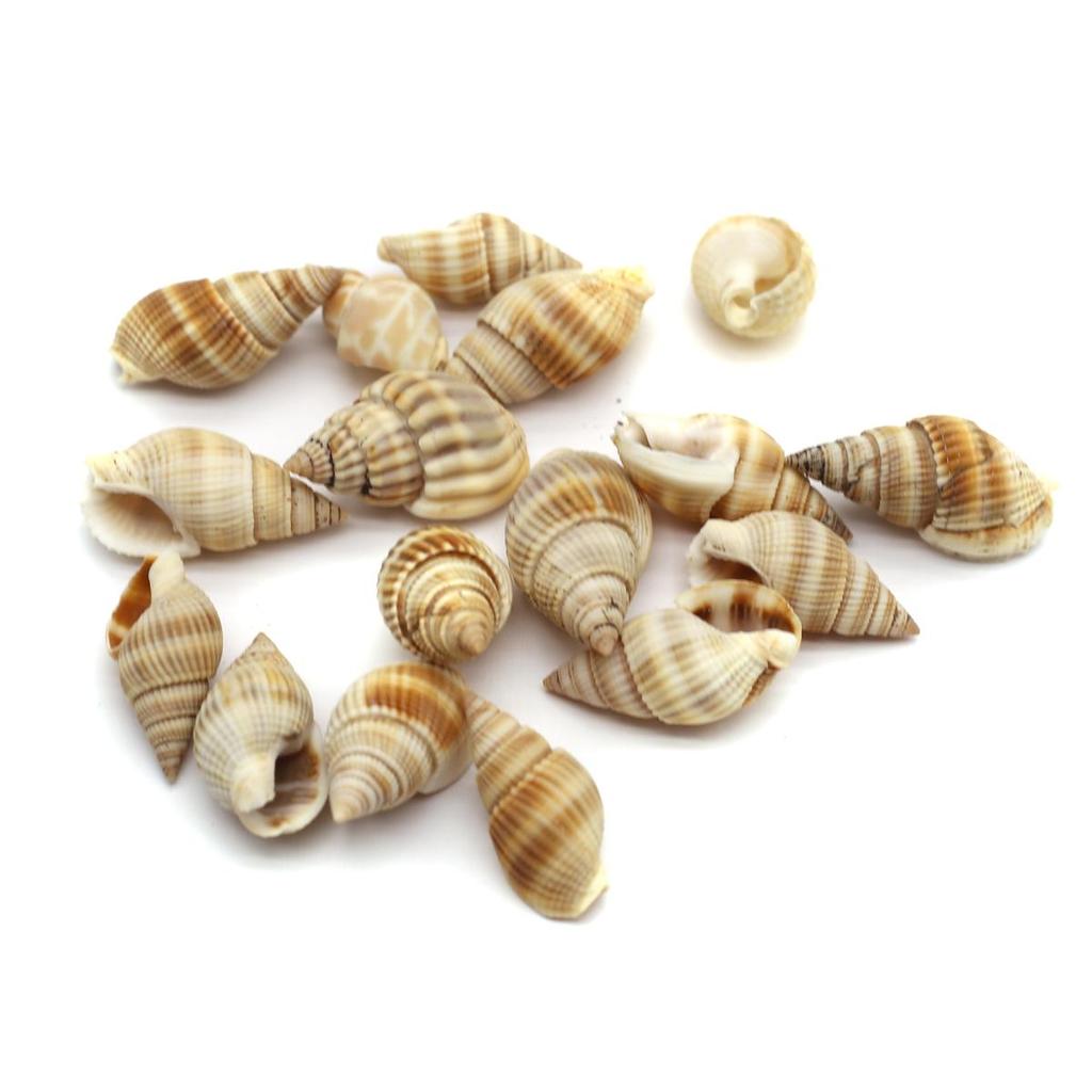 20Pcs/50Pcs Conch Jewelry Natural The Mother Of Pearl Pendant Whithour Hole For Jewelry Making Fishbowl Dress Costume Ornament