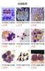 Natural Amethyst Square Ruyi Auspicious Cloud Carving Double-Sided Nine-Tailed Fox Flower Brand Citrine Diy Back Cloud
