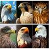 5D DIY Алмазная картина Белоголовый орлан Алмазная вышивка животных вышивка крестиком полная круглая дрель ремесла ручной домашний декор подарок