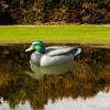 1 Piece Plastic Mallard Duck Decoy Texas Style Deadly Hunting Drake