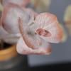 Искусственные листья Реалистичные фото реквизит Имитация листьев ветки эвкалипта Домашний декор