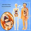 Human Body Model, Children'S Toy, Stem, Cognitive Science And Education, Puzzle Organ Assembly, Skeleton Toy