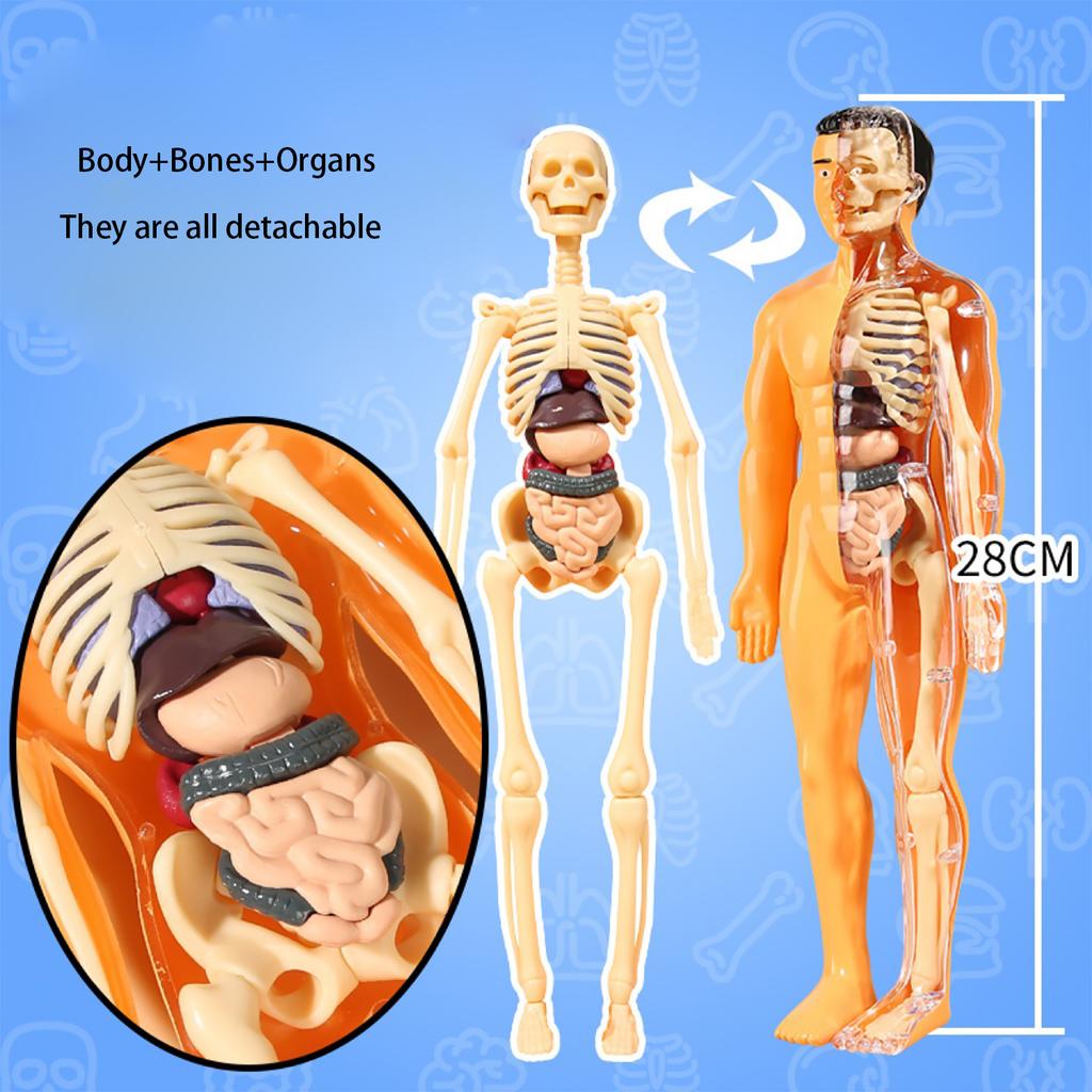 Human Body Model, Children'S Toy, Stem, Cognitive Science And Education, Puzzle Organ Assembly, Skeleton Toy