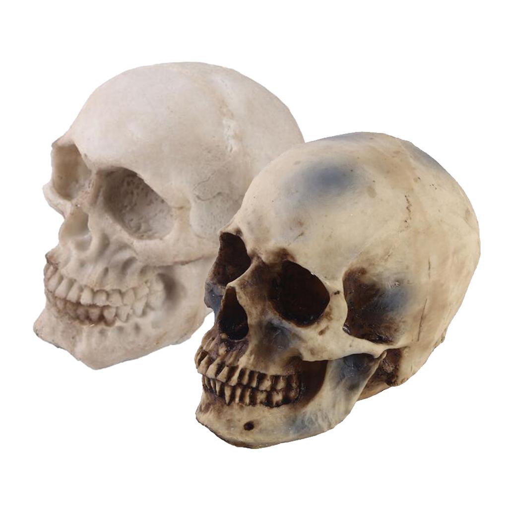 2pcs Resin Tabletop Skeleton Model Dispaly Props