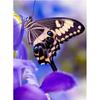 5D DIY Diamond Painting Kit Butterfly Fluttering Diamond Embroidery Rhinestones Decorations for Home