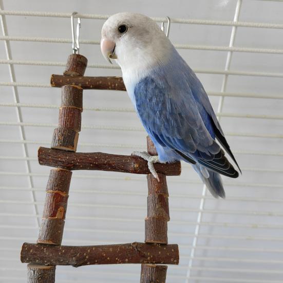 Игрушка для восхождения попугая, высокая прочность, естественное изменение формы, свободная устойчивость к укусам, простая установка