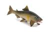 [Nekogamiyama] Ayu (Sweetfish) River Fish Figurine Model Miniature Ornament Decor Collector's Model