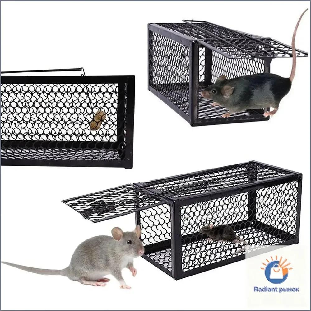 Pied Piper metal reusable Humane tumbler for rats and mice. Effective trap-cage for home and cottage, safe for pets. Easy setup and cleaning