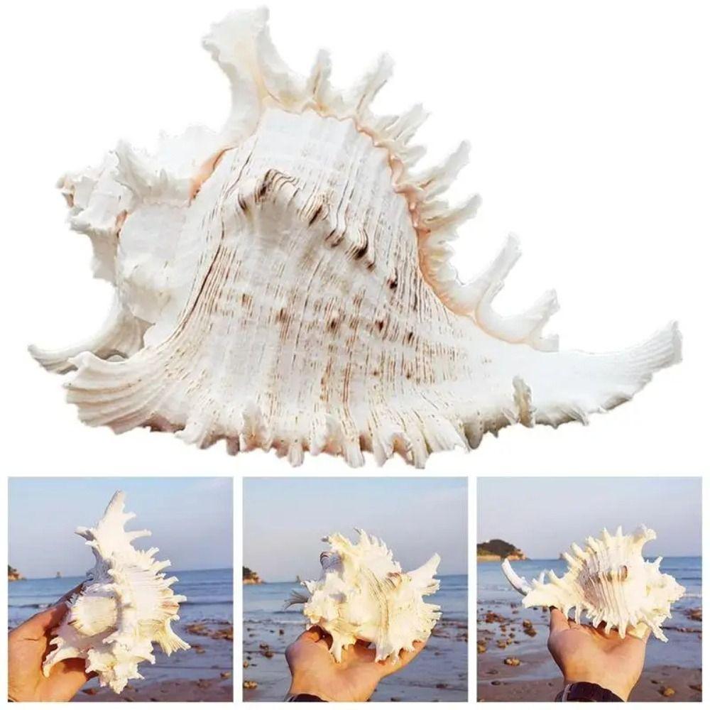 DIY Натуральная Большая Раковина Раковины Большие Раковины Поделки Статуя Аквариум Декор Главная