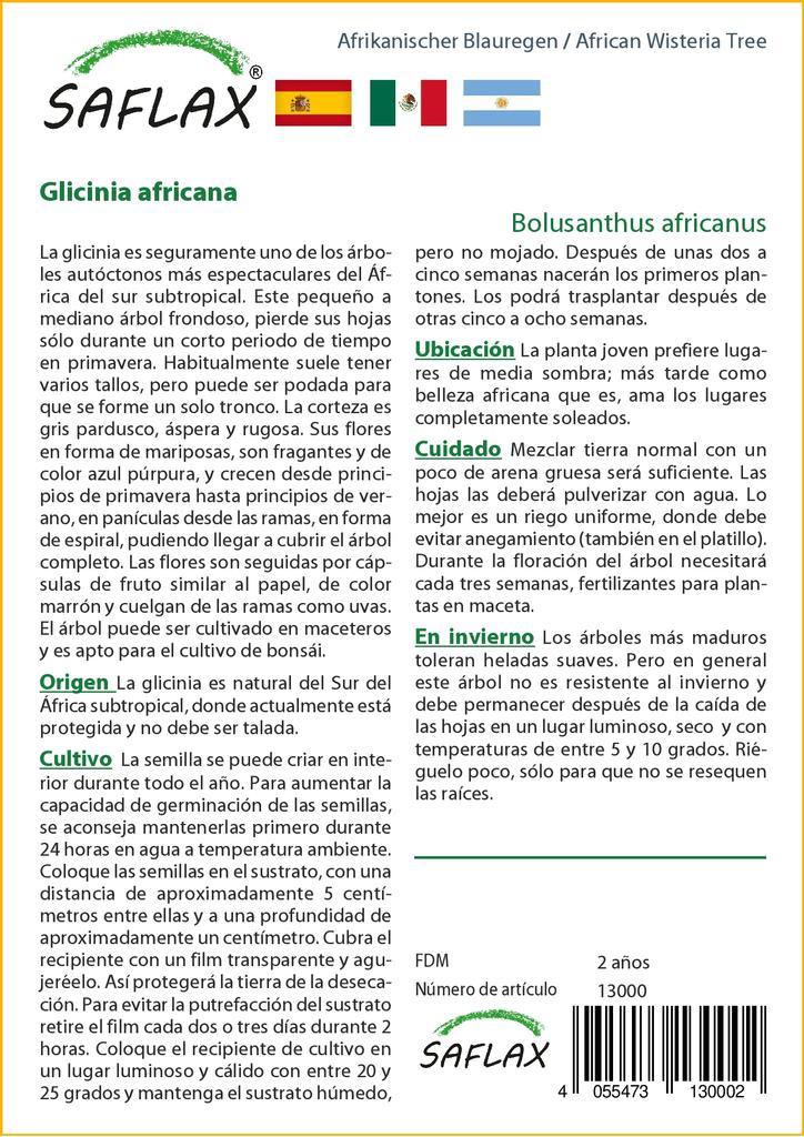 SAFLAX Дерево глицинии африканской - 15 семян - Bolusanthus africanus