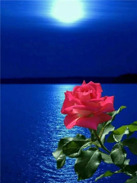 5D DIY Алмазная картина Новый цветок Роза Стразы Алмазная вышивка Распродажа Пейзаж Приморская мозаика Домашний декор