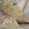 Golden Lion Heavy-Duty Bamboo Broom