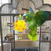 Detachable Bird Cage Toy with Bell Hanging Foraging Ball Creative Parrot Chewing Toy  Bird Training