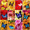 5D DIY Diamond Painting Colorful Flower Butterfly Diamond Embroidery Cross Stitch Kit Full Rhinestone Mosaic Home Decor