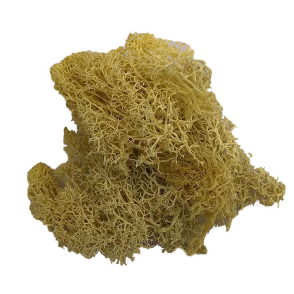 L&B Artificial Plant Preserved Flower Reindeer Moss DIY Craft Garden Home Decor