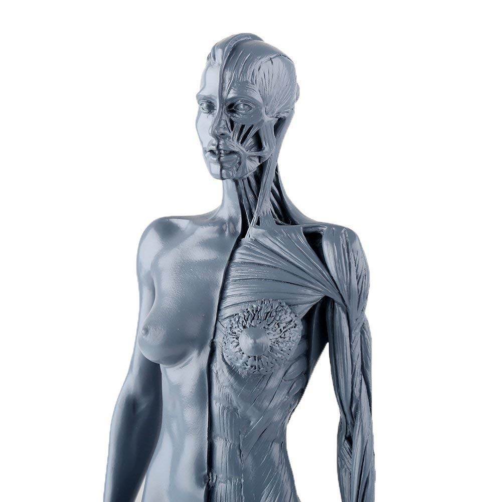 Medical Human Musculoskeletal Anatomy Model New Human Anatomy Skull Body Model Muscle Bone (30 Cm) H