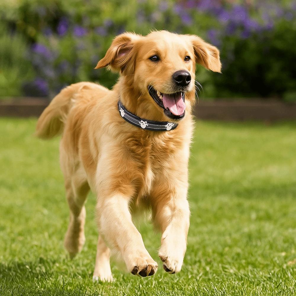 Leather Reflective Dog Collar Adjustable Metal Buckle Rivets Pet Collar Decorative Soft Dog Footprint Collar Pet Supplies