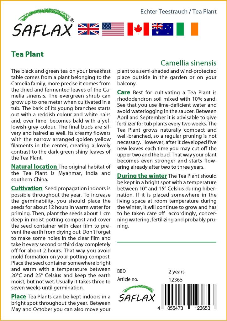 SAFLAX Чайное растение - 6 семян - С горшечным субстратом для лучшего выращивания - Camellia sinensis