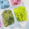 Preserved Flower Moss Glass Cover: DIY Dried Flower Photo Frame Kit (10g) for Moss and Plant Painting Decoration.