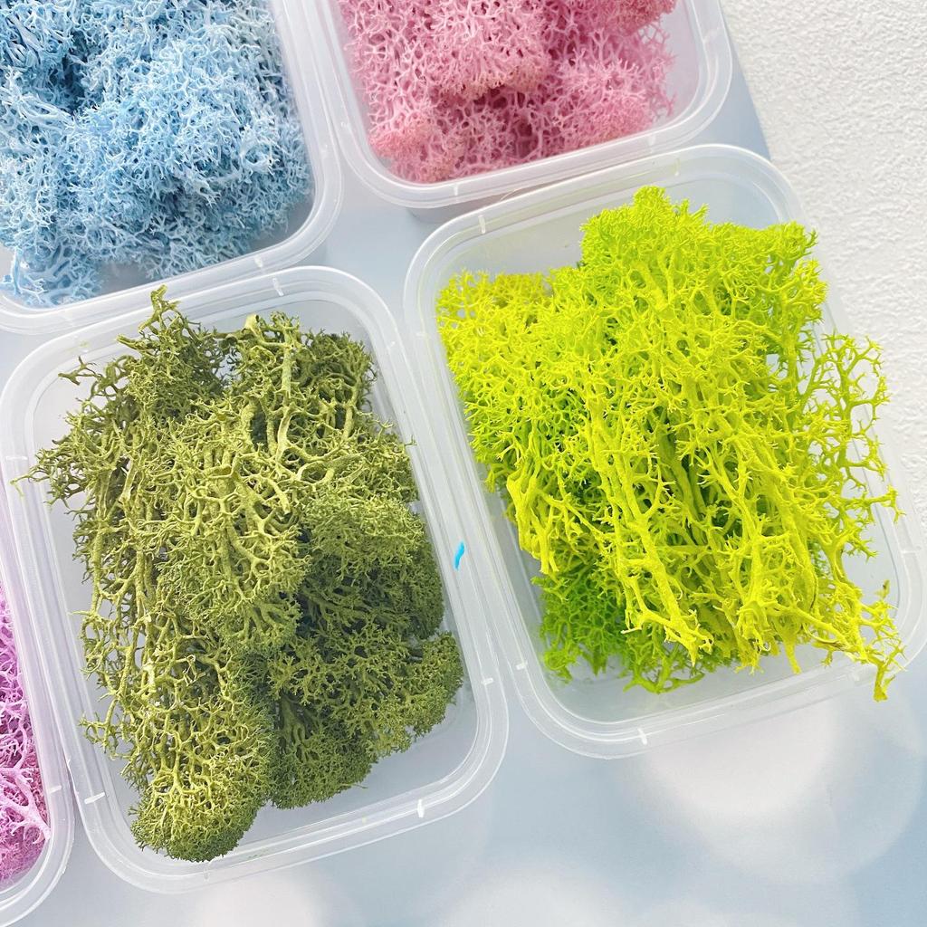 Preserved Flower Moss Glass Cover: DIY Dried Flower Photo Frame Kit (10g) for Moss and Plant Painting Decoration.