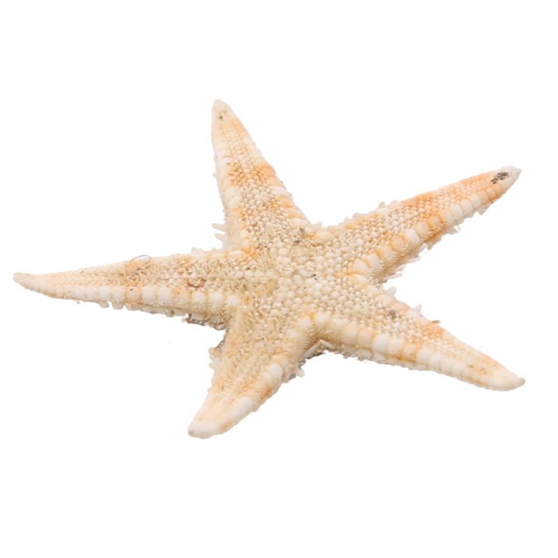 1 Box Natural Starfish Seashell Beach Craft Natural Sea Stars DIY Beach Wedding Decoration Crafts Home Decor