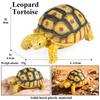 Oenux Животные Рептилии Звездная Черепаха Черепаха Геохелоне Модель Фигурки Фигурки Действия ПВХ Орнамент Образовательный Детская Игрушка Подарок