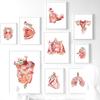Anatomy Wall Art Flower Breast Uterus Liver Kidney Canvas Painting Nordic Posters Print Decoration Pictures For Doctors Office