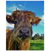 Алмазная картина Корова Алмазная вышивка Набор Наборы для рукоделия Алмазная живопись